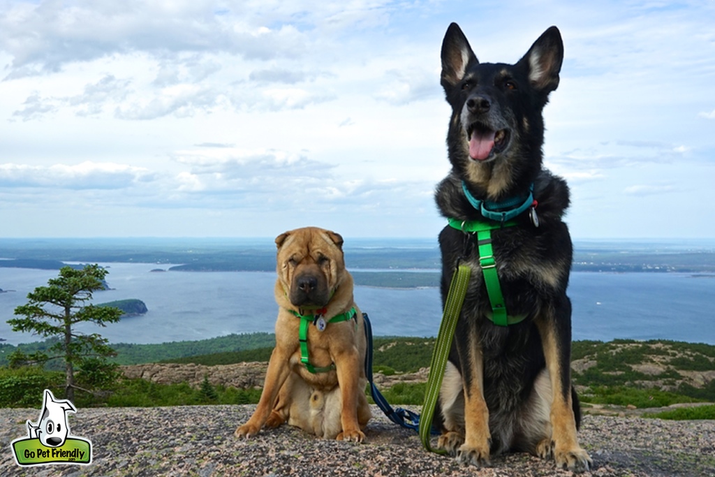 Ty and Buster sitting on gravel wearing bright green harnesses with body of water in background