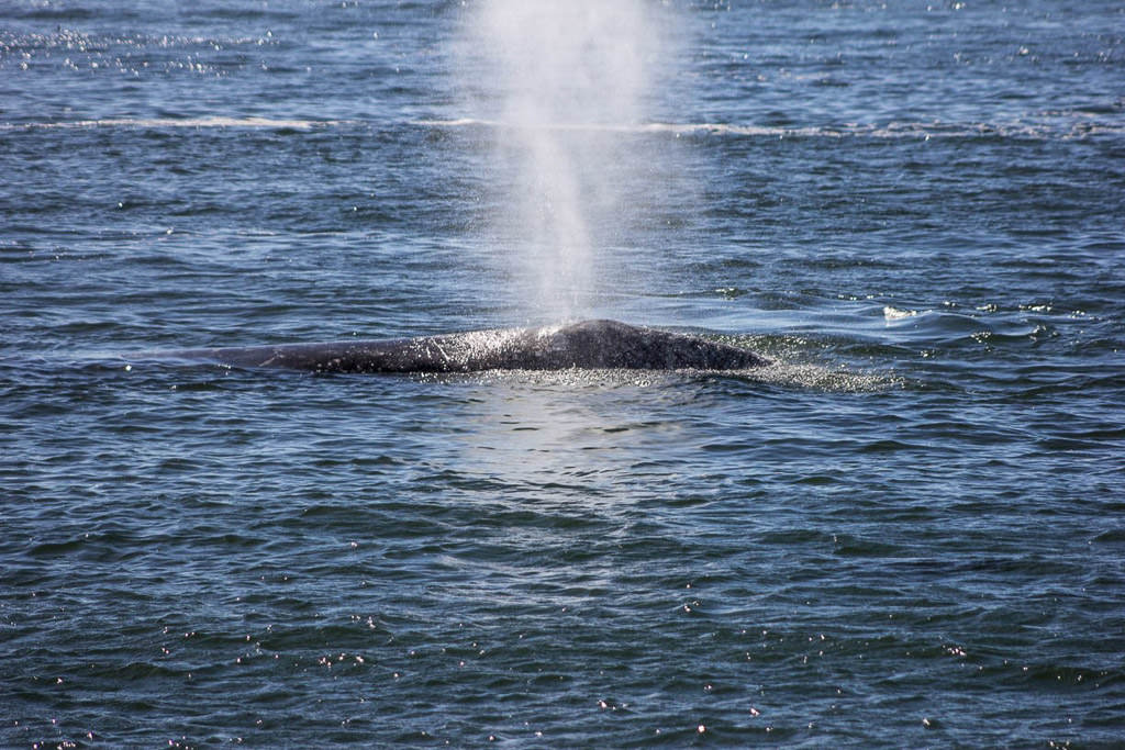 Whale blowing water out of blow hole