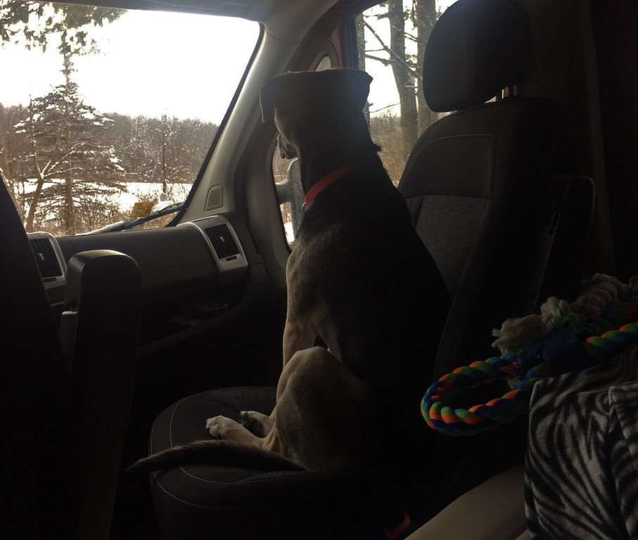 Dog sitting in passenger seat looking out the window at a wintry scene