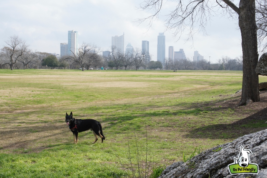 Dog standing in park with city of Austin in the background