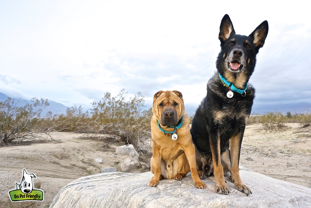 Two dogs sitting on a rock
