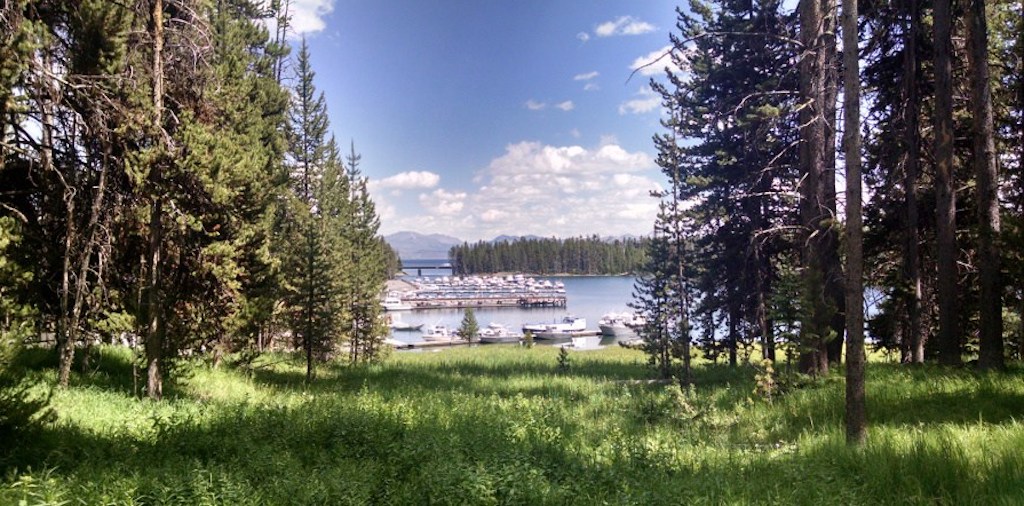 View of boats docked on the water through tall trees.