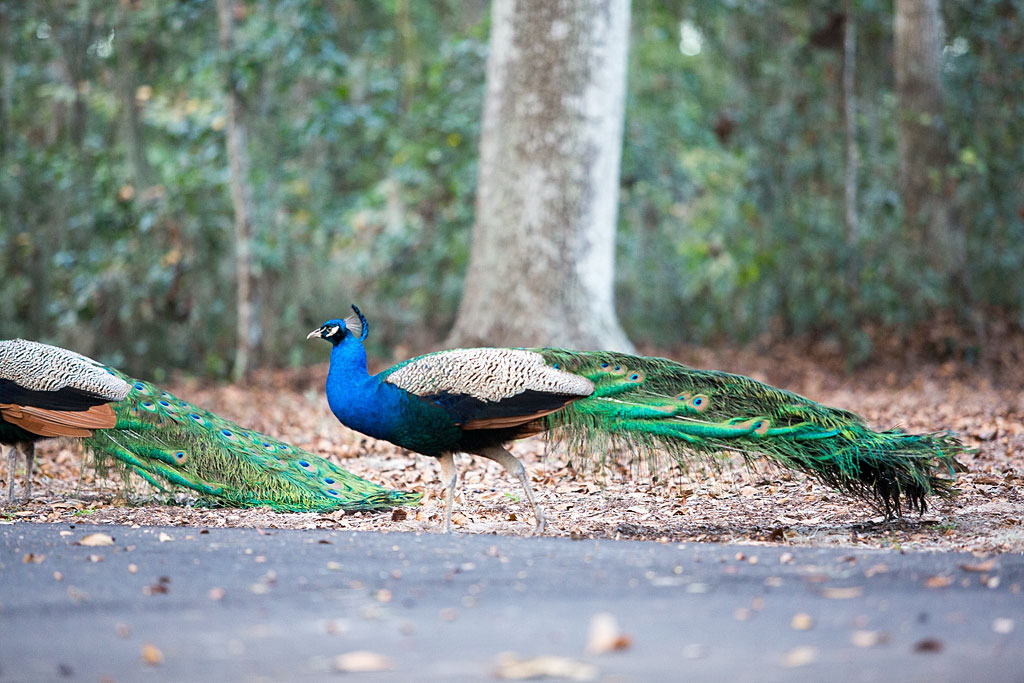 Peacocks walking along the side of the road