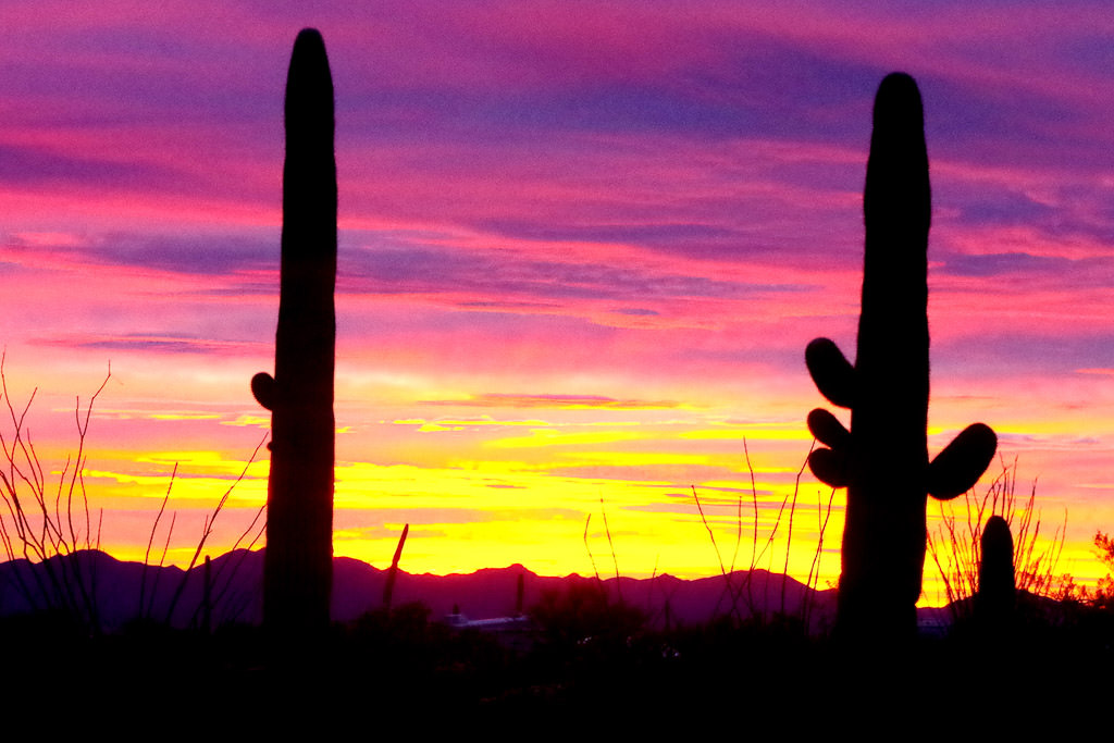 Cacti with sunset behind