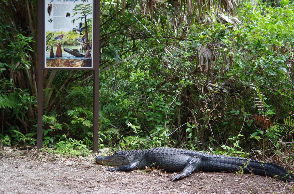 Alligator at the start of boardwalk trail