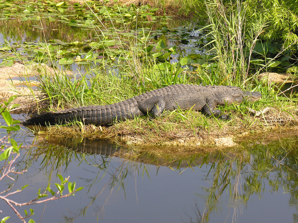 Alligator on the Anhinga Trail