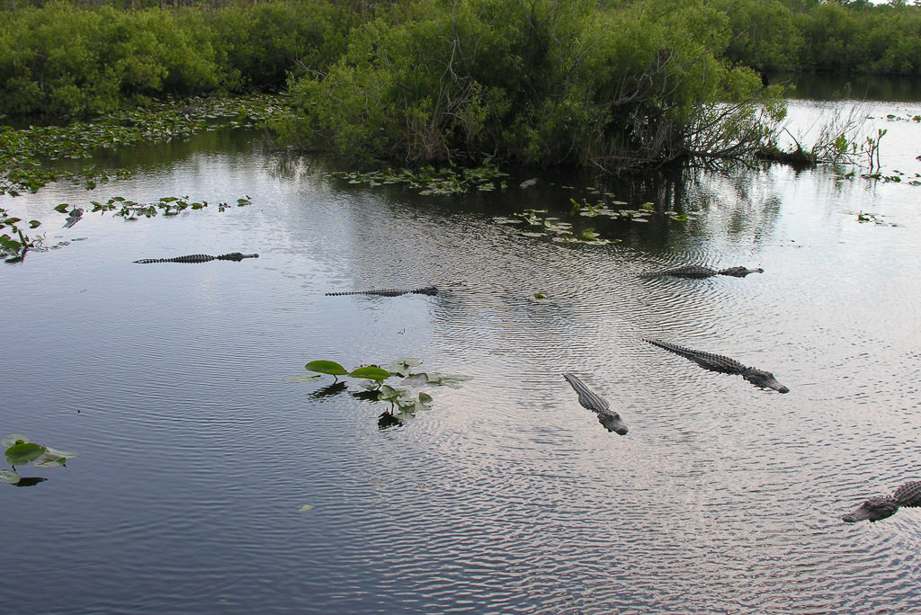 Swamp area with at least 6 alligators in the water.