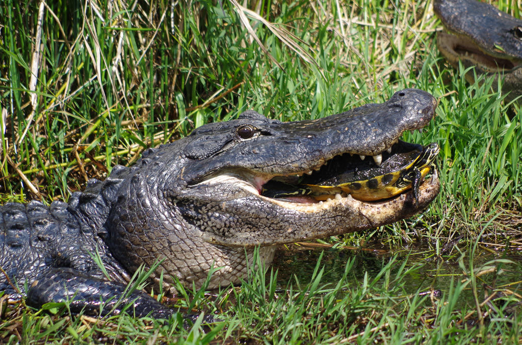 Alligator with turtle in its mouth.