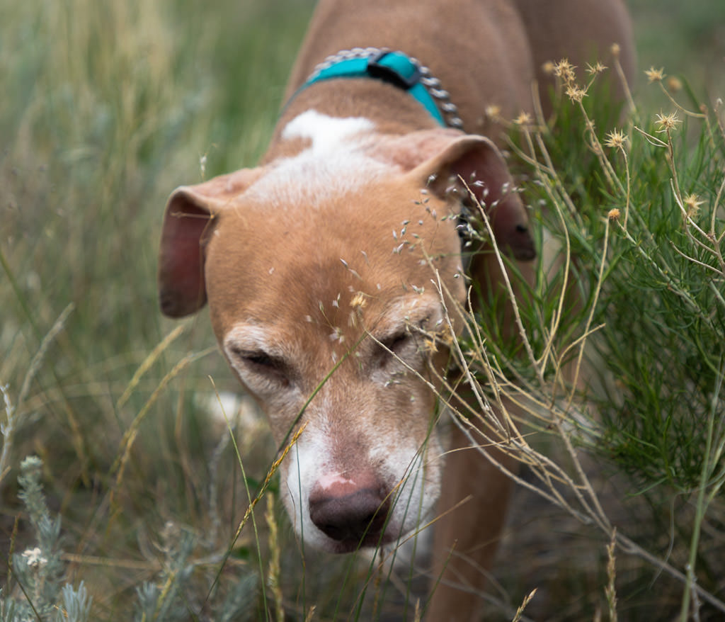 Close up of dog's face in the tall grass