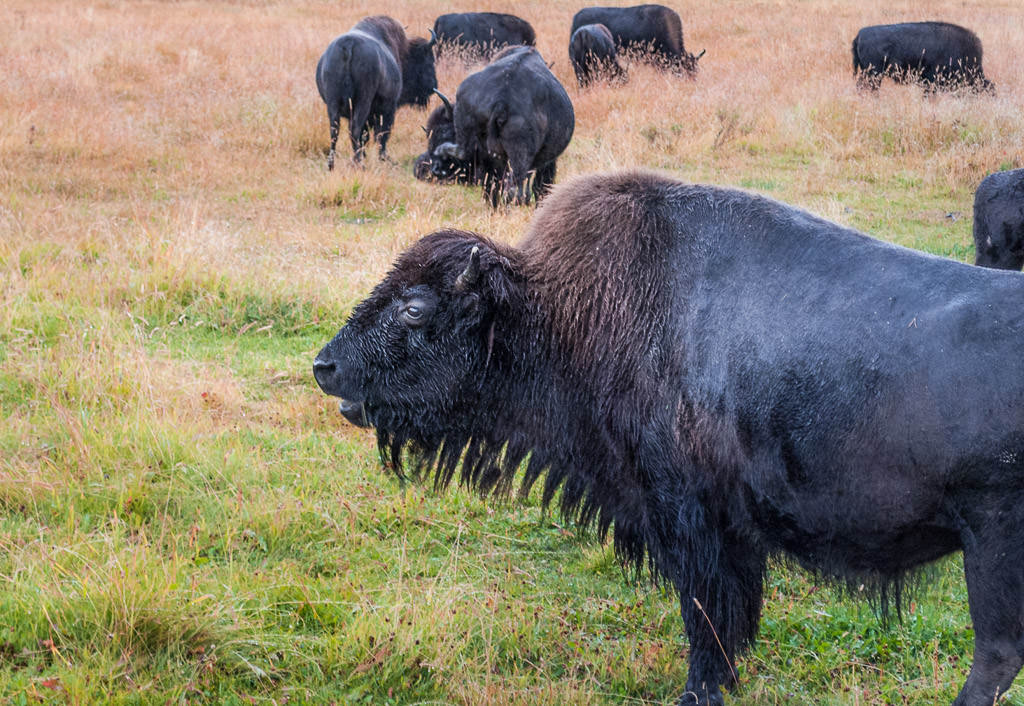 Heard of bison in a grassy field.