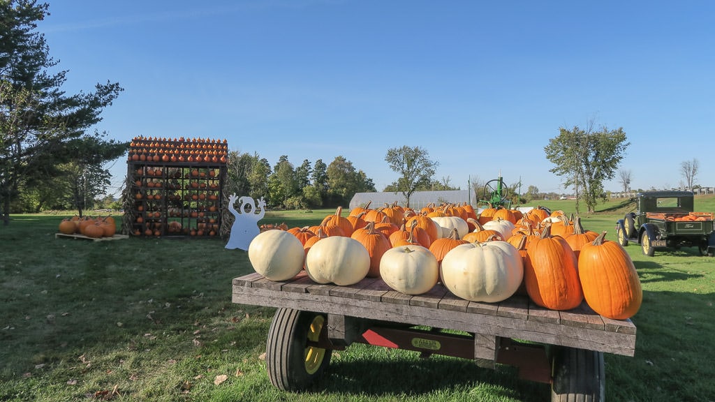 Pumpkin patch with pumpkins lined on tractor trailer.