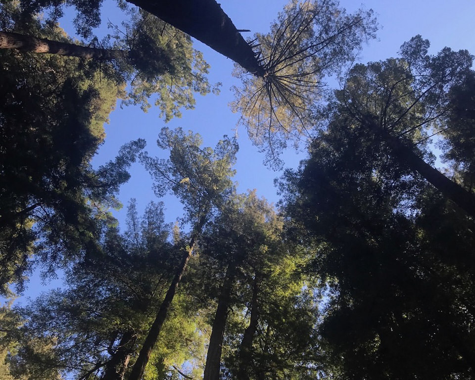 Looking up at the towering Redwoods.
