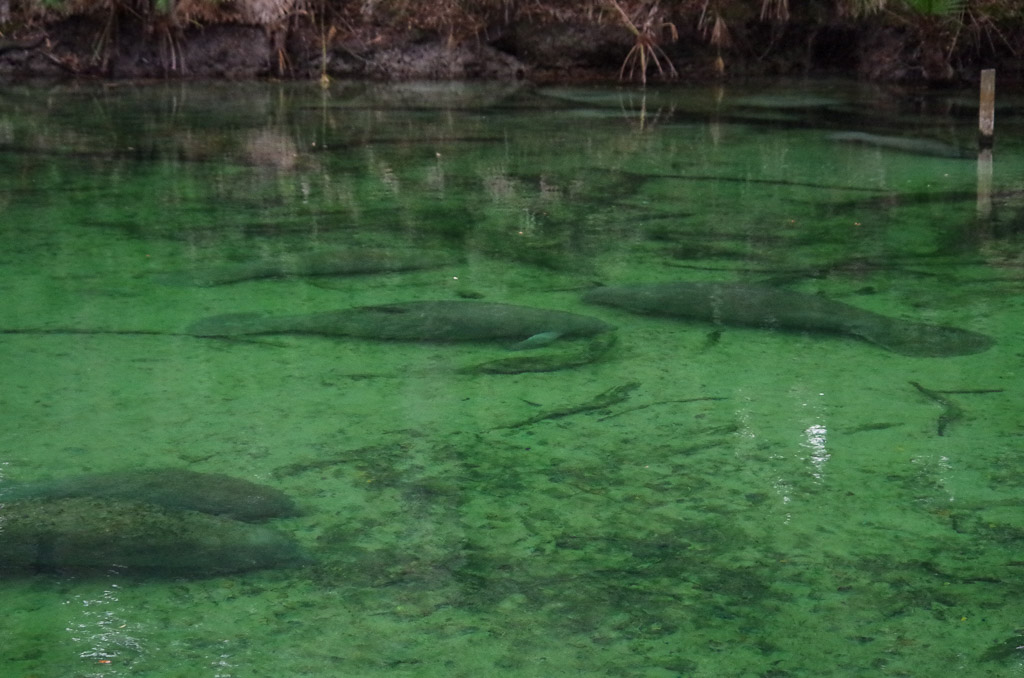 A few manatees at the bottom of clear water.