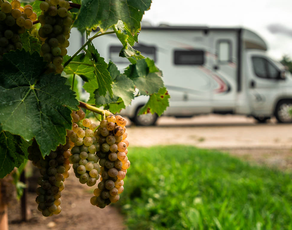 Grapes on vine with Winnebago Trend in background.