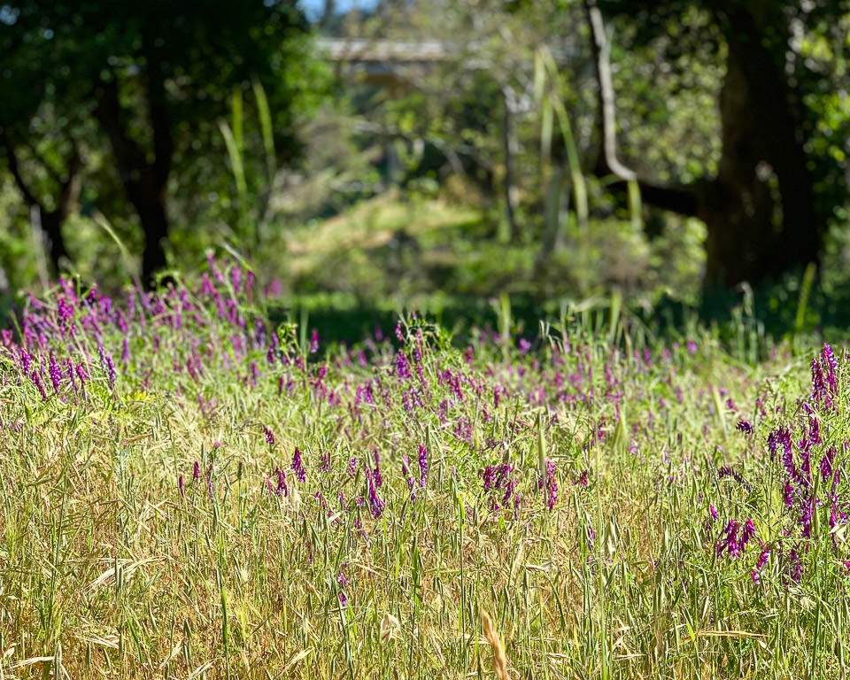 Field of purple wildflowers.
