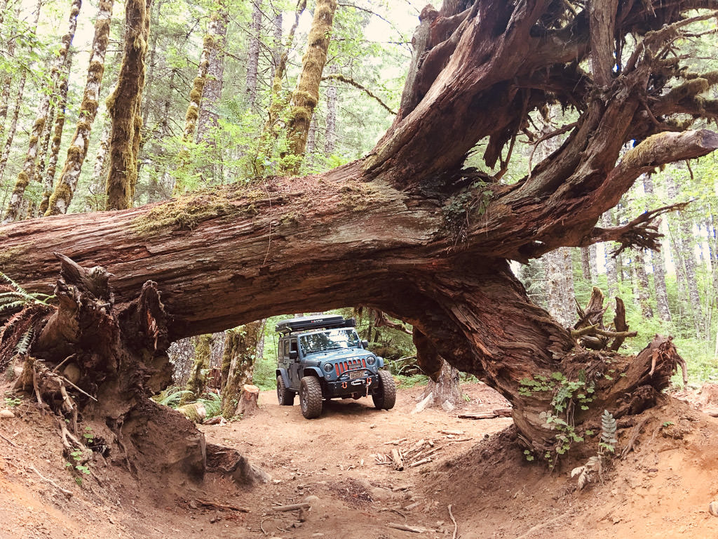 Jeep seen though space beneath massive Tillamook Cedar Tree.