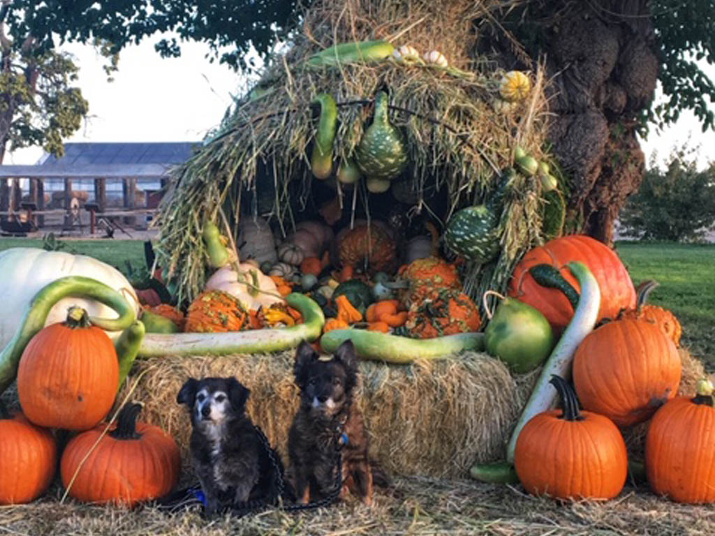 Two dogs sitting in front of display of pumpkins.